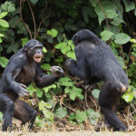 Fighting Chimpanzee